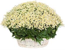 Цветочная композиция из Ромашки в корзине #REPLACE_PRED# Тиликтино